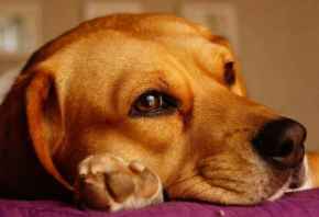 Picture for category Dog Food