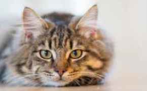 Picture for category Cat Food