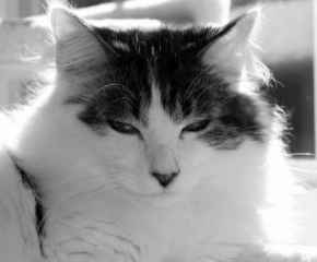 Picture for category Feline