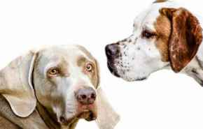 Picture for category Fun things for our dogs!!