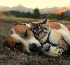 Picture for category Pet Treats