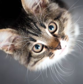 Picture for category Feline