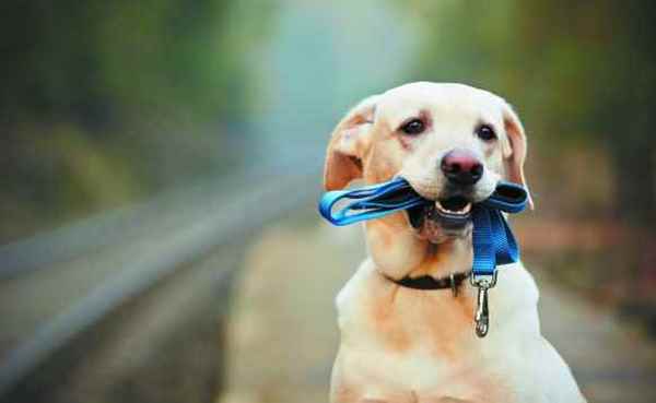 Picture for category Dog Leads