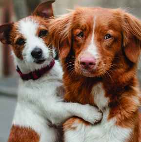 Picture for category Canine