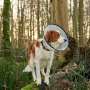 Picture of BUSTER COMFORT COLLAR w/Soft Rubber Edge(273906) - 30cm