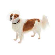 Picture of BUSTER COLLAR CLASSIC CLEAR (273391) - 7.5cm