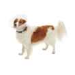 Picture of BUSTER COLLAR CLASSIC CLEAR (273392) - 10cm