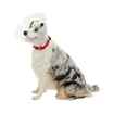 Picture of BUSTER COLLAR CLASSIC CLEAR (273392) - 10cm