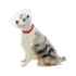 Picture of BUSTER COLLAR CLASSIC CLEAR (273392) - 10cm