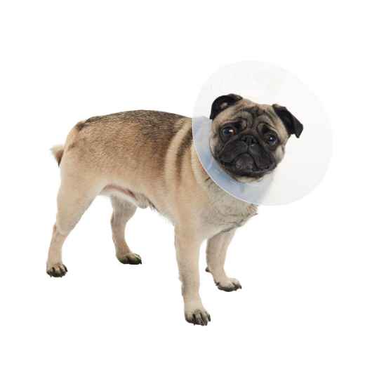 Picture of BUSTER COLLAR for BRACHYCEPHALIC BREEDS TRANSPARENT - Large