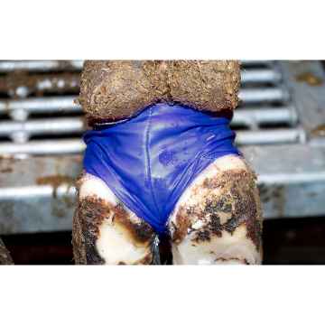 Show details for HOOF BANDAGE Bovivet Blue Large (220413) - 10/pk Picture of HOOF BANDAGE Bovivet Blue Large (220413) - 10/pk