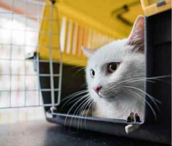 Picture for category Cat Crates