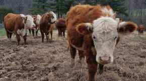 Picture for category Farm Animal (Bovine/Caprine/Ovine)