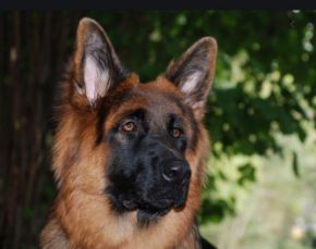 Picture for category Dog Food