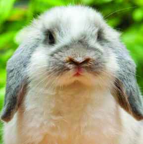 Picture for category Pocket Pets and Exotic