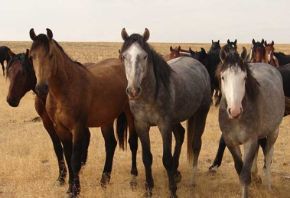 Picture for category Equine