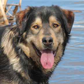 Picture for category Canine