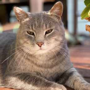 Picture for category Feline