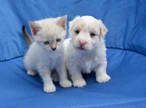 Picture for category New Puppy or Kitten