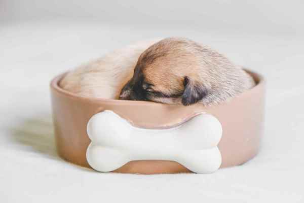 Picture for category Dog Bowls, Fountains and Accessories