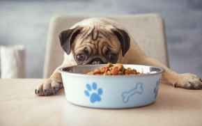 Picture for category Dog Food