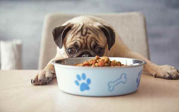Picture for category Dog Food
