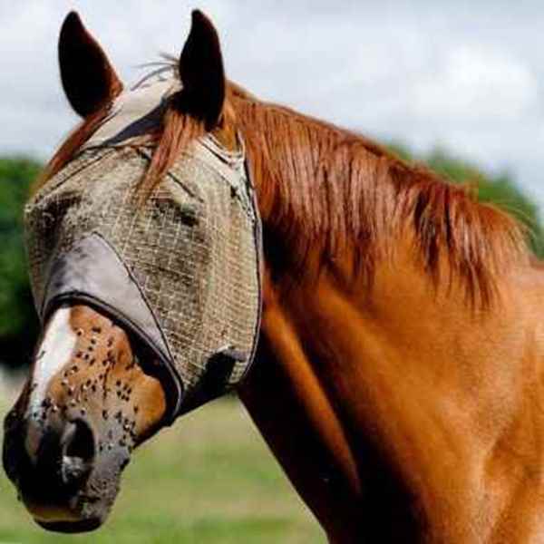 Picture for category Equine Pest Control