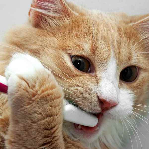 Picture for category Cat  Oral Health