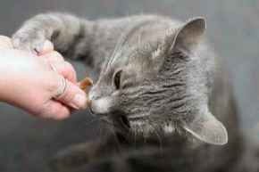 Picture for category Cat Food