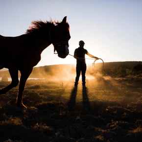 Picture for category Equine