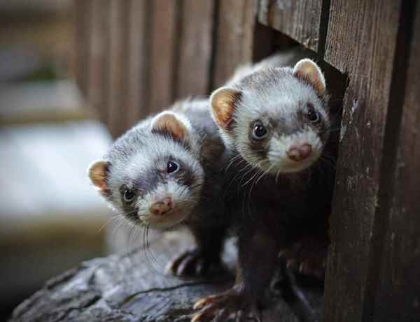 Picture for category Ferrets