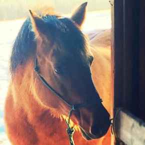 Picture for category Equine