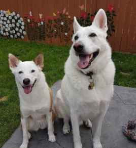 Picture for category Canine