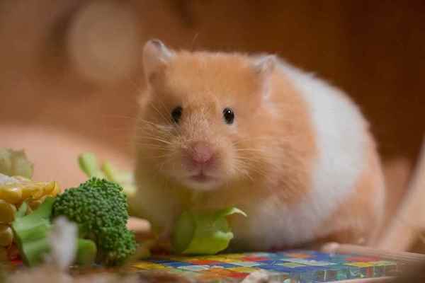 Picture for category Hamster/Gerbil Needs