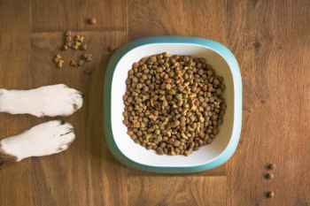 Show products in category Dog Food Picture for category Dog Food