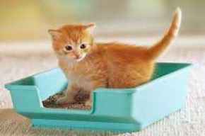 Picture for category Cat Litter &amp; Accessories