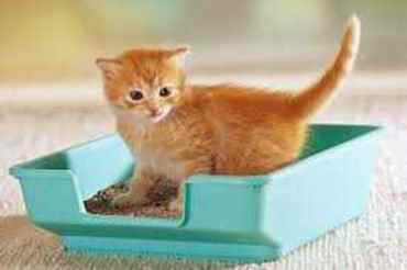 Picture for category Cat Litter & Accessories