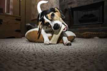 Show products in category Bones & Chews Picture for category Bones & Chews
