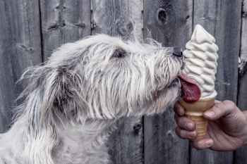 Show products in category Pill Assist Treats & Supplies Picture for category Pill Assist Treats & Supplies