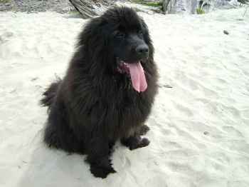 Show products in category Hypoallergenic Treats Picture for category Hypoallergenic Treats