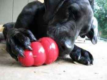 Show products in category Canine Kong Picture for category Canine Kong