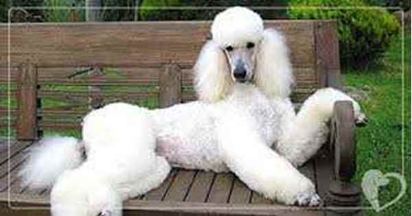 Picture for category Specialty Grooming