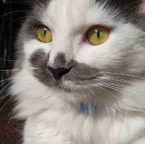 Picture for category Hills Veterinary Diets