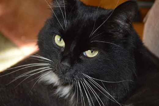 Picture for category Purina Veterinary Diets