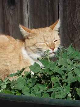 Show products in category Catnip & Cat Grass Picture for category Catnip & Cat Grass