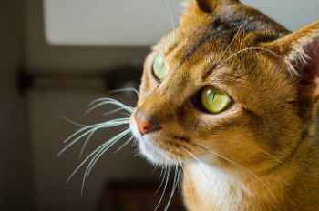 Show products in category Pill Assist Treats & Supplies Picture for category Pill Assist Treats & Supplies