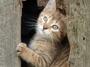 Show products in category Select Protein & Limited Ingredient Diets Picture for category Select Protein & Limited Ingredient Diets