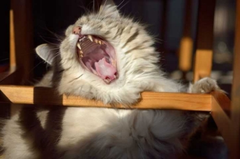 Show products in category Dental Diets Picture for category Dental Diets