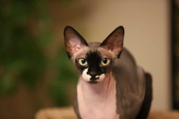 Show products in category Hypoallergenic Diets Picture for category Hypoallergenic Diets