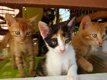 Show products in category Gastrointestinal Diets Picture for category Gastrointestinal Diets